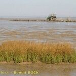 Spartina maritima Habit