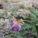Erodium acaule Flor