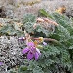 Erodium acaule Λουλούδι