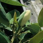 Magnolia delavayi Çiçek