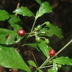 Psychotria orosiana Leaf