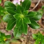 Rhododendron hirsutum Hoja