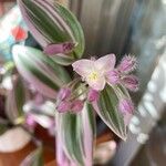 Tradescantia NanoukΛουλούδι