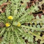 Hyoseris scabra その他の提案