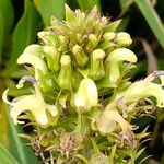 Lobelia stricta Λουλούδι