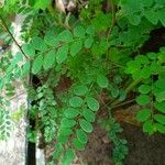 Phyllanthus tenellus পাতা