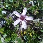 Arenaria purpurascens Květ