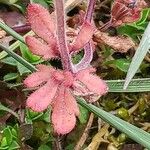 Veronica triphyllos Leaf