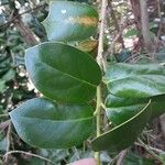 Ilex rotunda Leaf