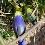 Gentiana alpina Flor