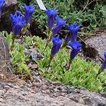 Gentiana alpina Blomma