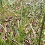 Eriocaulon schimperi Hábito