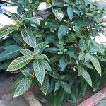 Aphelandra squarrosa عادت داشتن