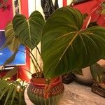 Philodendron gloriosum List