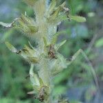 Campanula spicata Fruit