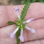 Betonica officinalisFlor