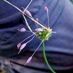 Allium carinatum Fruit