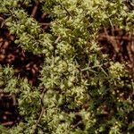 Asparagus aphyllus Fruit