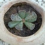 Adromischus cooperi Folla