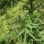 Cirsium muticum Feuille