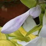 Hosta plantaginea Flower