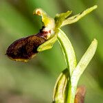 Ophrys exaltata Інше