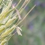 Hordeum marinum 花