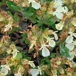 Teucrium montanum Λουλούδι