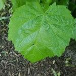 Tilia × europaea Blad