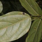 Mucuna mutisiana List