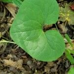 Asarum canadense Leaf