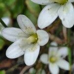Saxifraga taygetea Flower
