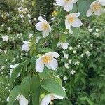 Philadelphus inodorus Květ