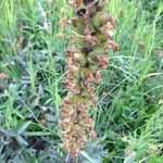 Pedicularis bracteosa 果實