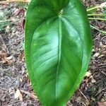 Anthurium cordatum Hostoa