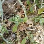 Androsace maxima Likasa