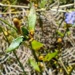 Dampiera stricta Feuille