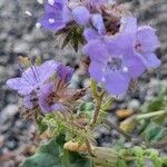 Phacelia distans Flower