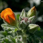 Sphaeralcea coulteri Kwiat