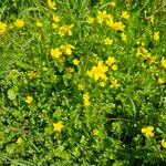 Ranunculus sardous Flor