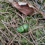 Neottia cordata Lapas