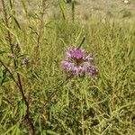 Cleome serrulata Flor