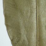 Aspidosperma spruceanum Altul/Alta