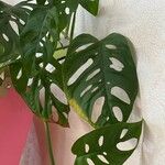 Monstera adansonii Liść