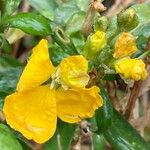 Erysimum × cheiri Floare