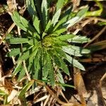 Draba incana Hoja