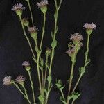 Campuloclinium megacephalum Flower
