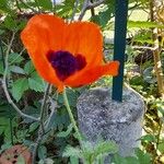 Papaver orientaleFlor