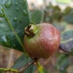 Psidium cattleianum Plod