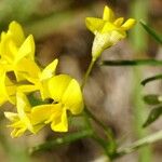 Medicago falcataЦвят